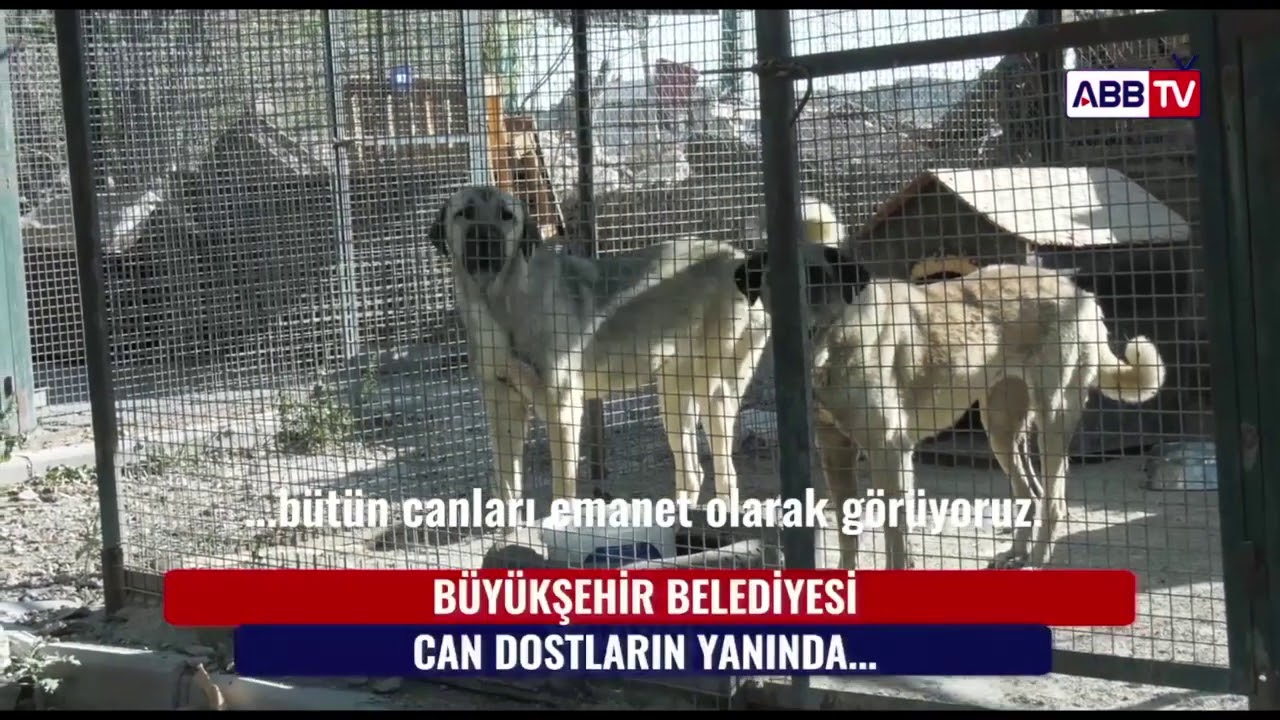 BÜYÜKŞEHİR BELEDİYESİ CAN DOSTLARIMIZIN YANINDA