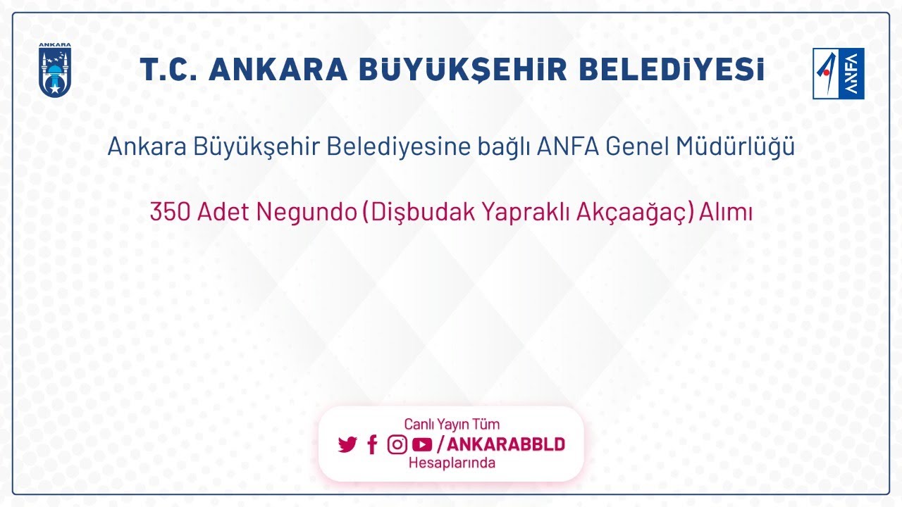 ANFA GENEL MÜDÜRLÜĞÜ 350 ADET Negundu (Dişbudak Yapraklı Akçaağaç) Alımı