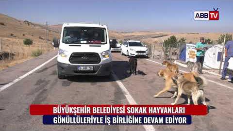 BÜYÜKŞEHİR SOKAK HAYVANLARI İÇİN HAYVANSEVERLERLE İŞ BİRLİĞİNE DEVAM EDİYOR