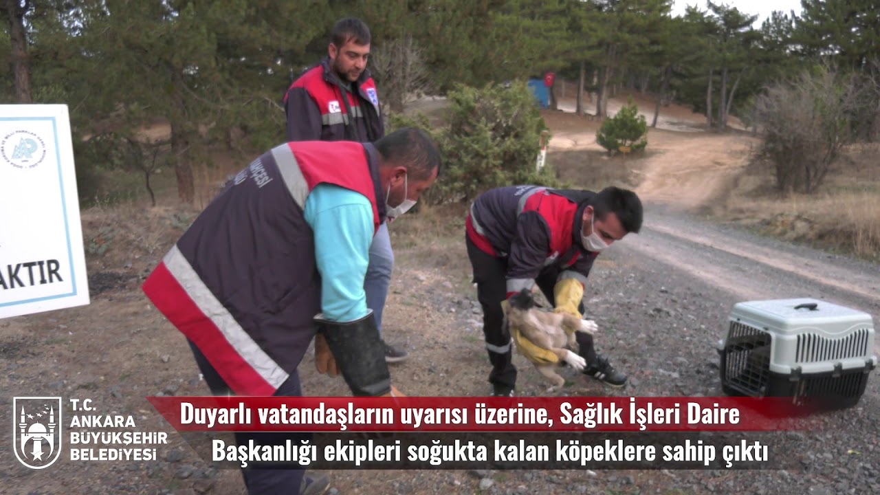 BÜYÜKŞEHİR BELEDİYESİ SOKAK HAYVANLARININ YANINDA