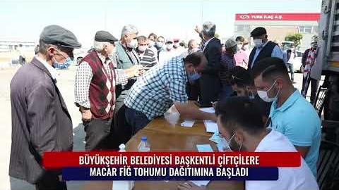 BÜYÜKŞEHİR BAŞKENTLİ ÇİFTÇİLERE MACAR FİĞ TOHUMU DAĞITIMINA BAŞLADI