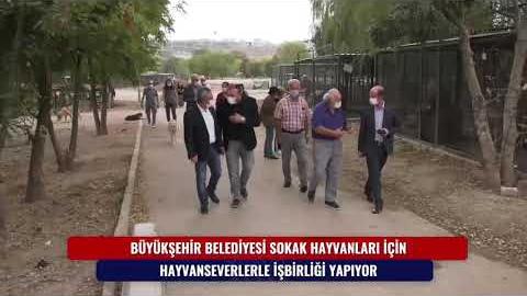 BÜYÜKŞEHİR BELEDİYESİ SOKAK HAYVANLARI İÇİN HAYVANSEVERLERLE İŞBİRLİĞİ YAPIYOR