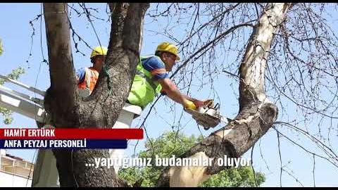 BAŞKENT'TE ATIK AĞAÇLAR SANAT ESERİNE DÖNÜŞÜYOR