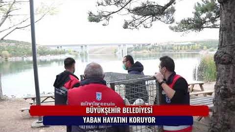 YABAN HAYATI BÜYÜKŞEHİR KORUMASINDA