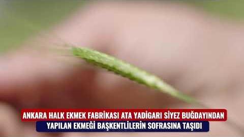 TÜRKİYE’NİN “ENSİYEZ EKMEĞİ” HALK EKMEK’TEN