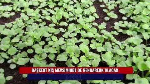 BAŞKENT KIŞ MEVSİMİNDE DE RENGARENK OLACAK