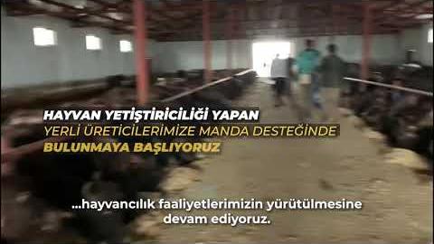 HAYVAN YETİŞTİRİCİLİĞİ YAPAN YERLİ URETİCİLERİMİZE MANDA DESTEĞİNDE BULUNMAYA BAŞLIYORUZ