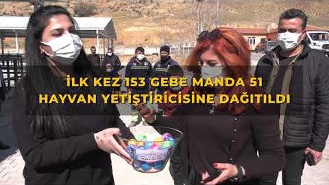 BAŞKENT'TE ET VE SÜT ÜRETİMİNİ ARTIRACAK DESTEK ''MANDA DESTEĞİ''
