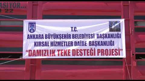 BAŞKENT’TE BİR İLK: BÜYÜKŞEHİR’DEN YERLİ ÜRETİCİLERE DAMIZLIK TEKE DESTEĞİ