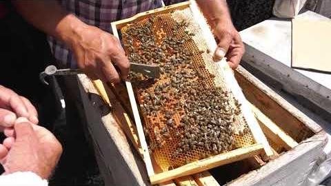 Sağlıklı ve Kaliteli Bal Ulaştırmak İçin Üreticilerimize Verdiğimiz ‘Arıcılık Eğitimleri’miz Sürüyor